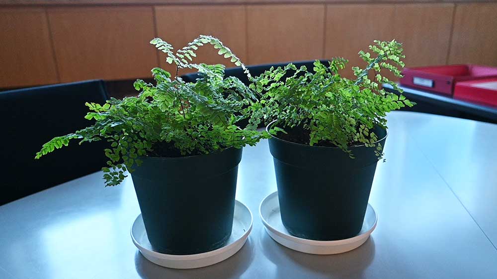 アジアンタムの鉢植え