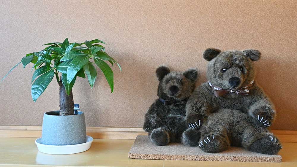 パキラの鉢植え