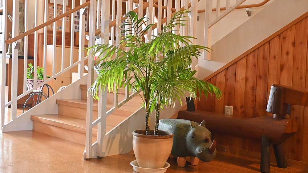 フィロデンドロンの鉢植え