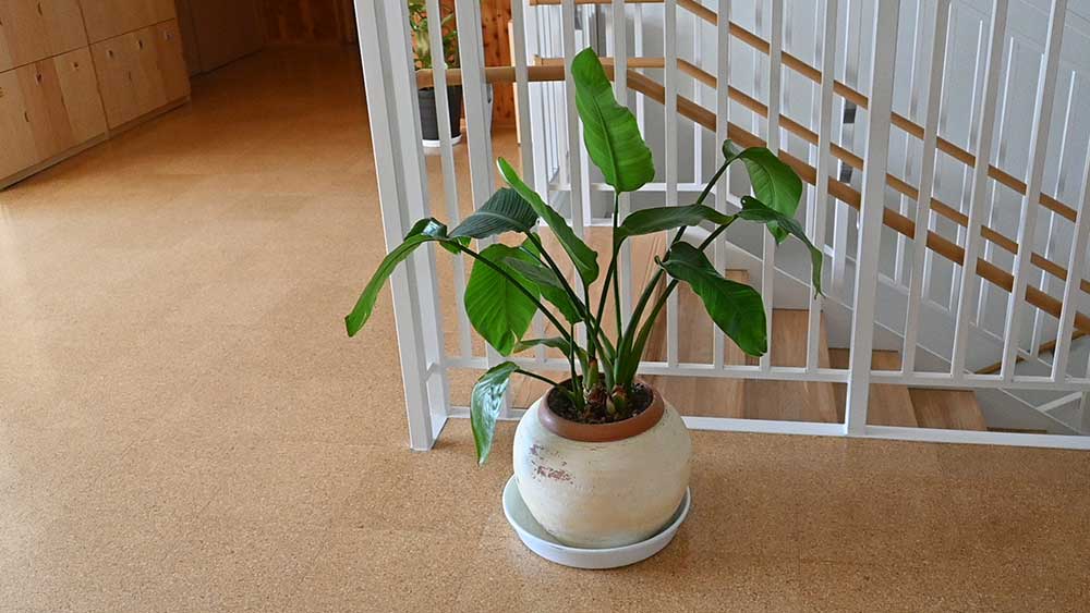 ストレリチアの鉢植え