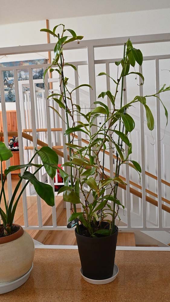 ネペンテスの鉢植え